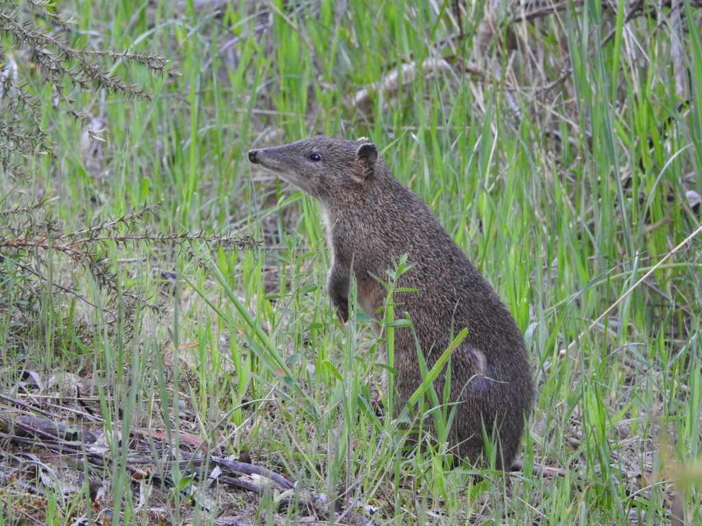 Bandicoots in the Adelaide HIlls, Isoodon obesulus obesulus), Bandicoot Superhighway, https://www.landscape.sa.gov.au/hf/our-priorities/nature/nature-projects/bandicootsuperhighway