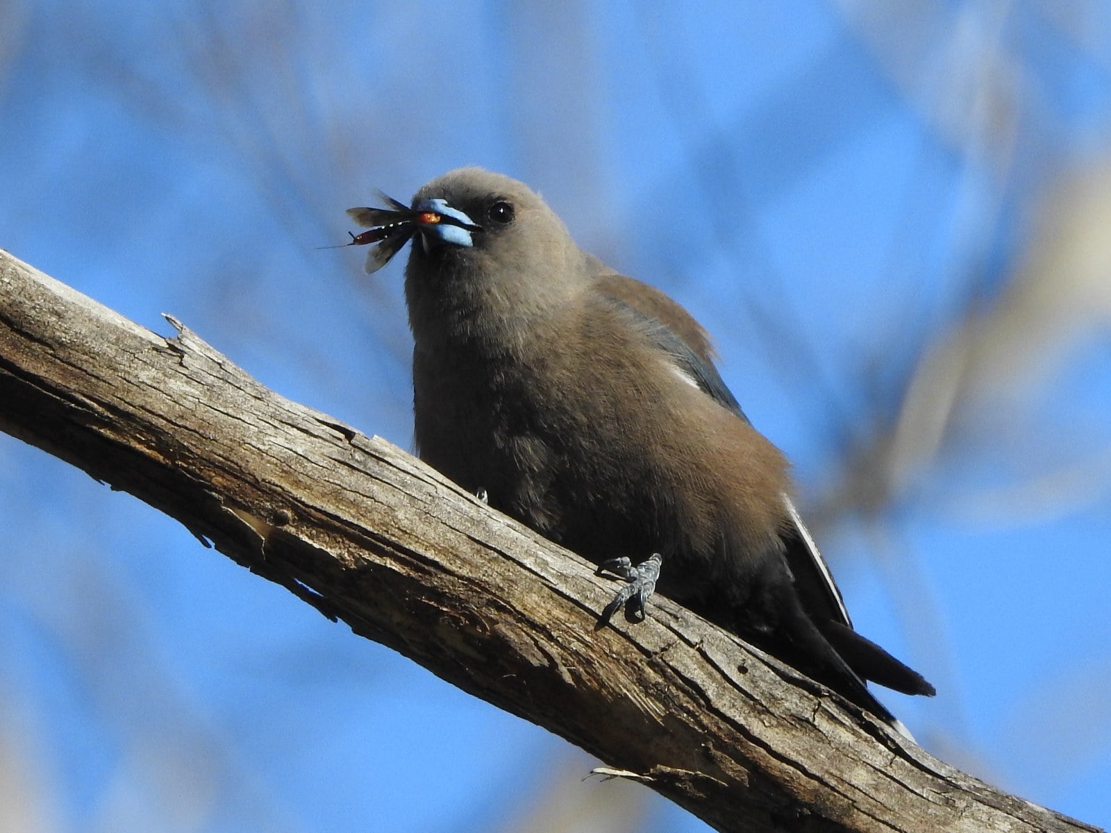 dusky woodswallow, Artamus cyanopterus, birds of the Adelaide Hills