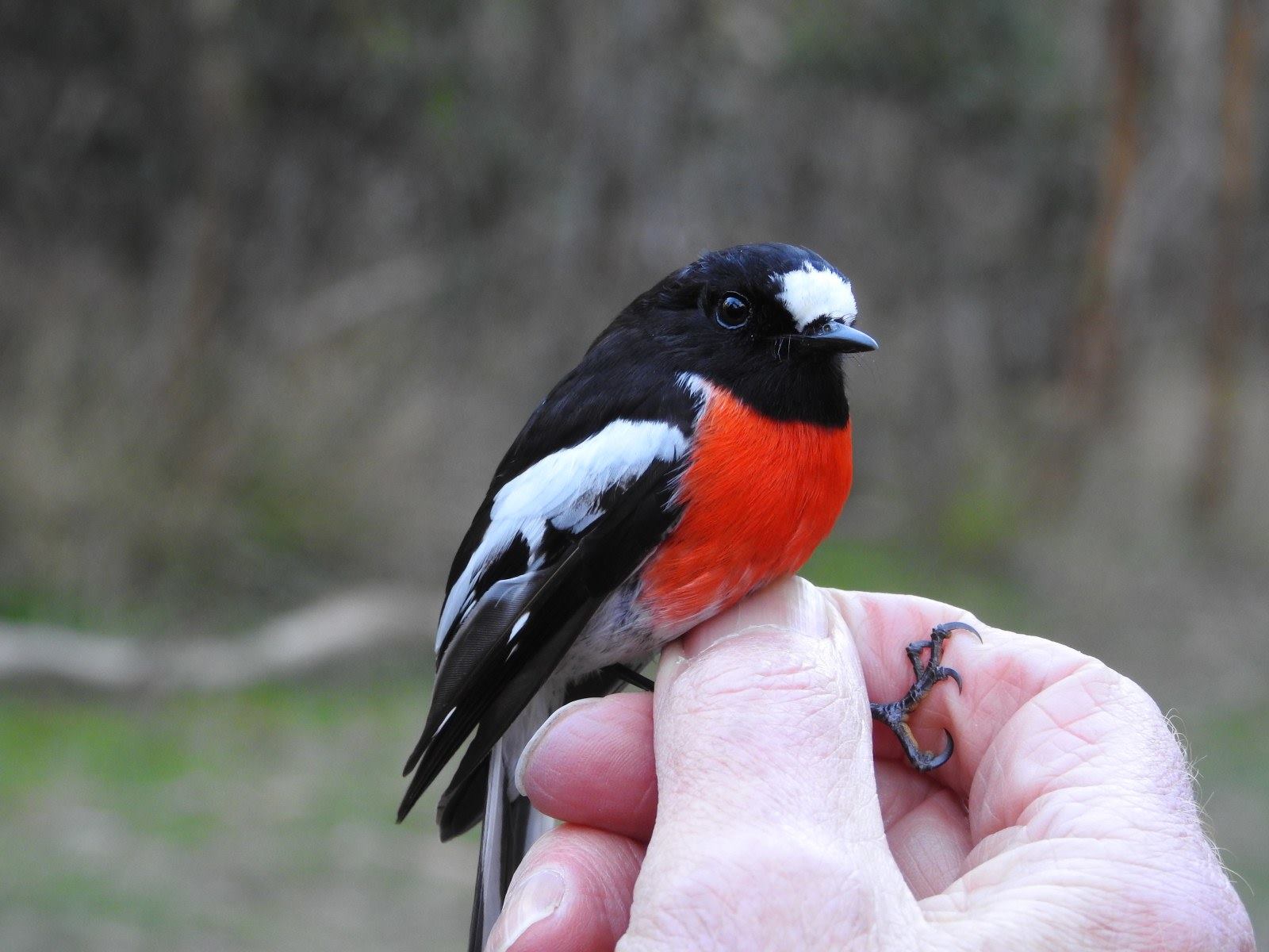 bird monitoring in the Adelaide Hills, woodland birds, scarlet robin, Petroica boodang, Australian robins