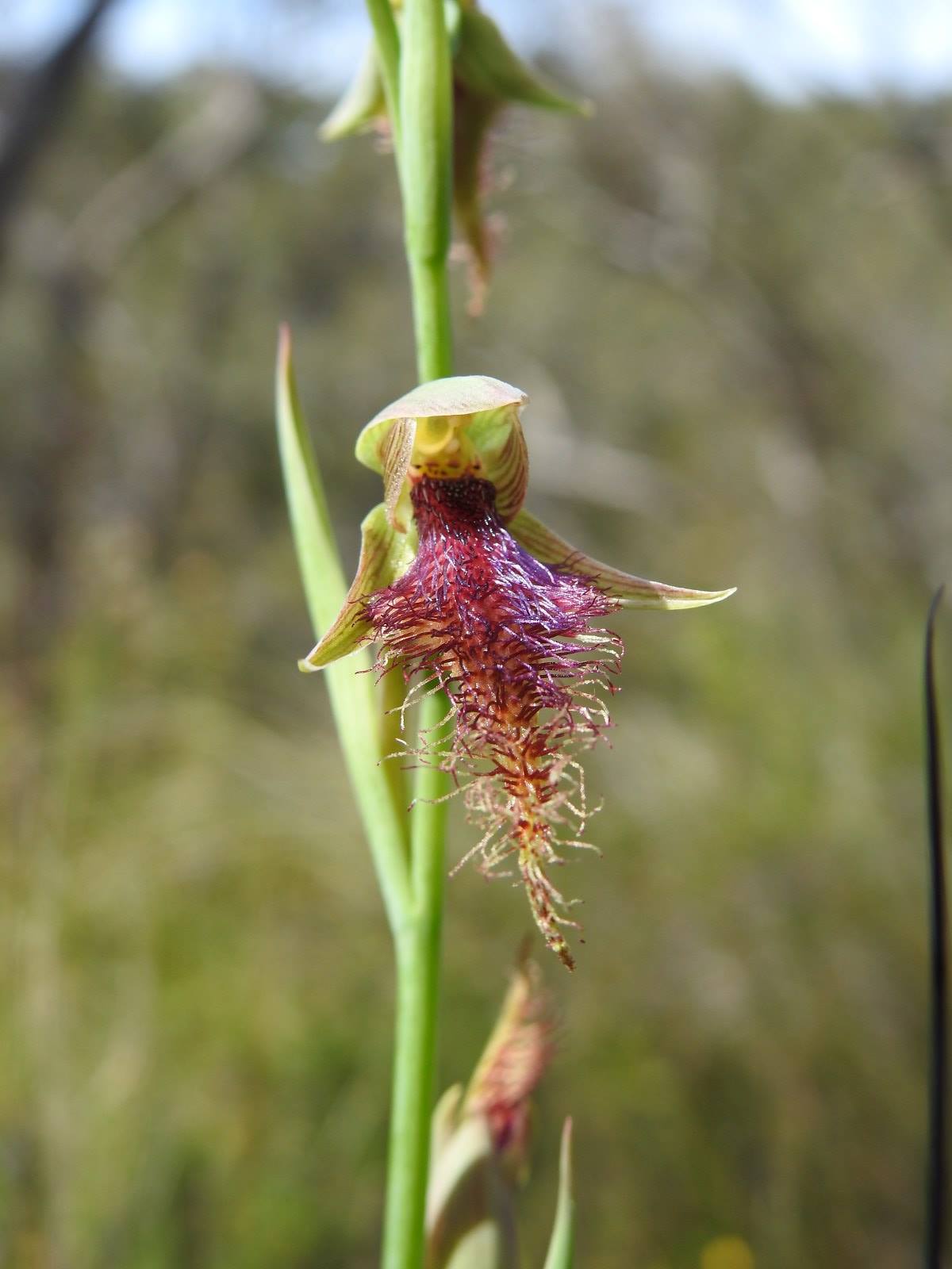 Calochilus robertsonii, purple beard orchid, orchid of the Mt Lofty Ranges, native orchid