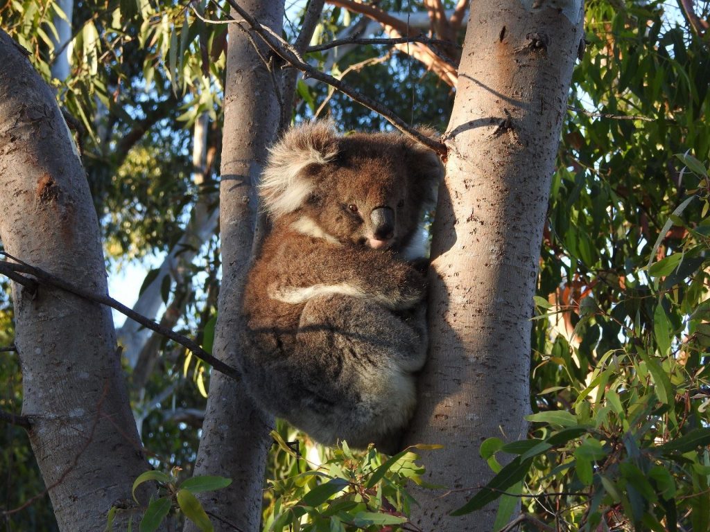 koala, koalas Adelaide Hills, Phascolarctos cinereus, where to see koalas in the Adelaide Hills