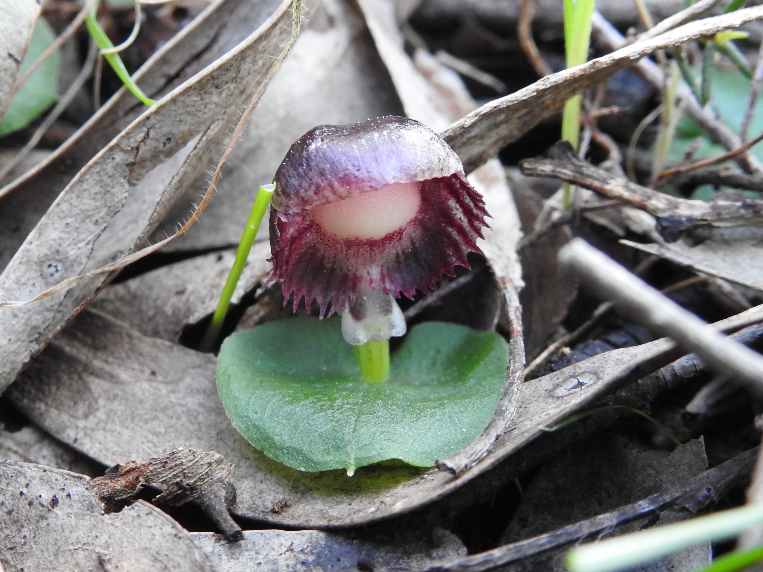 Veined Helmut Orchid, Corybas diemenicus,  Orchidaceae, NOSSA, https://nossa.org.au/