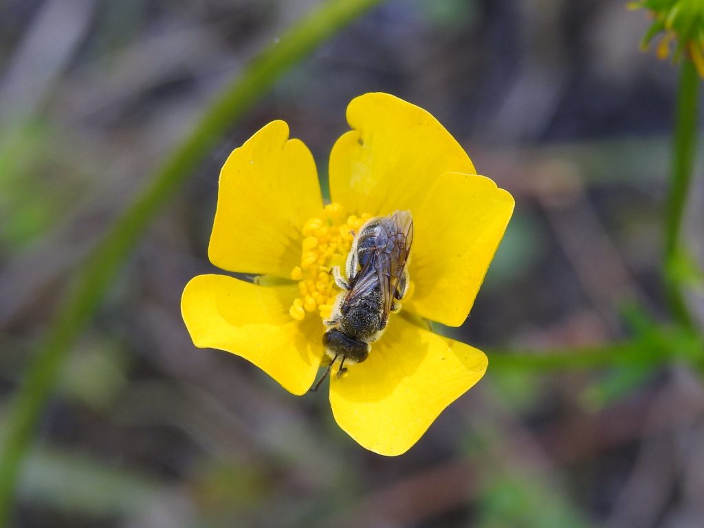 native ranunculae, native buttercup, Native bees, Ranunculus lappaceus, Australian buttercup