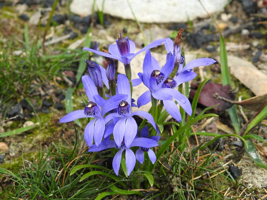 Pheladenia deformis, blue beard orchid, blue fairy orchid, native orchid of the Mt Lofty Ranges, Caladenia deformis, nossa, Orchidaceae