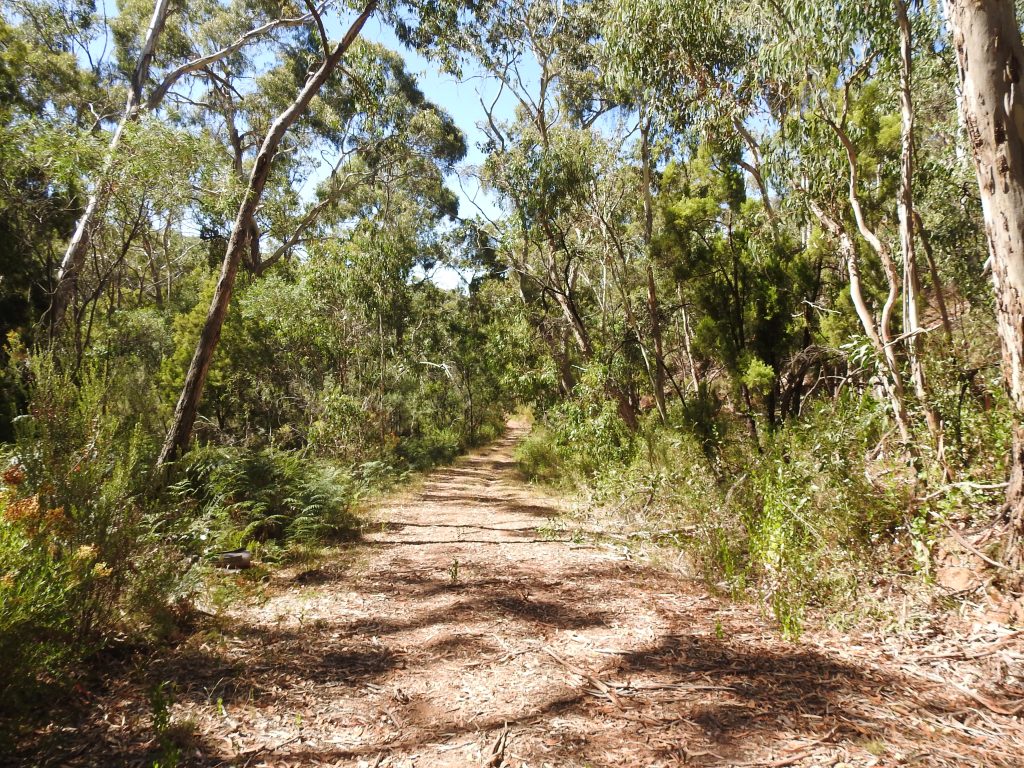 Scott Creek Conservation Park, walks in the Adelaide Hills, hikes in the Adelaide hills, walkingsa, Greenhood track