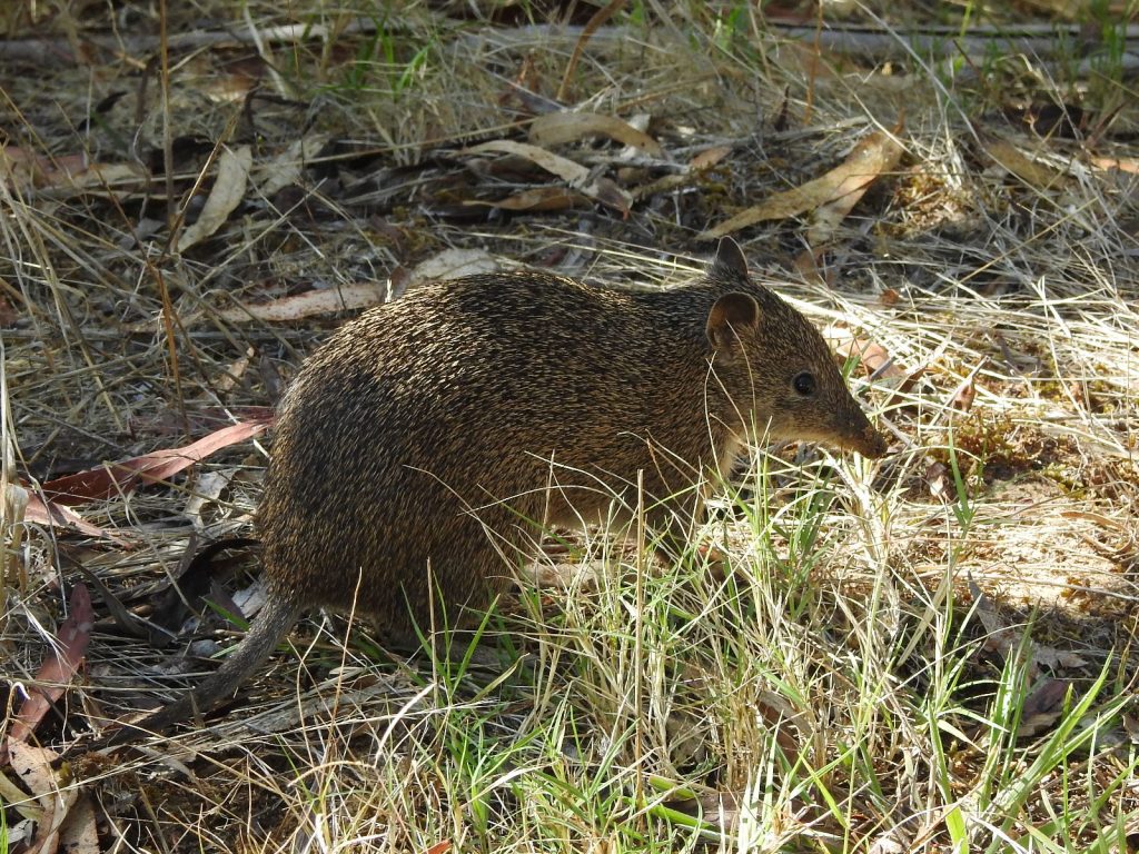 Southern Brown Bandicoot, Isoodon obesulus obesulus endangered species of the Adelaide hills,