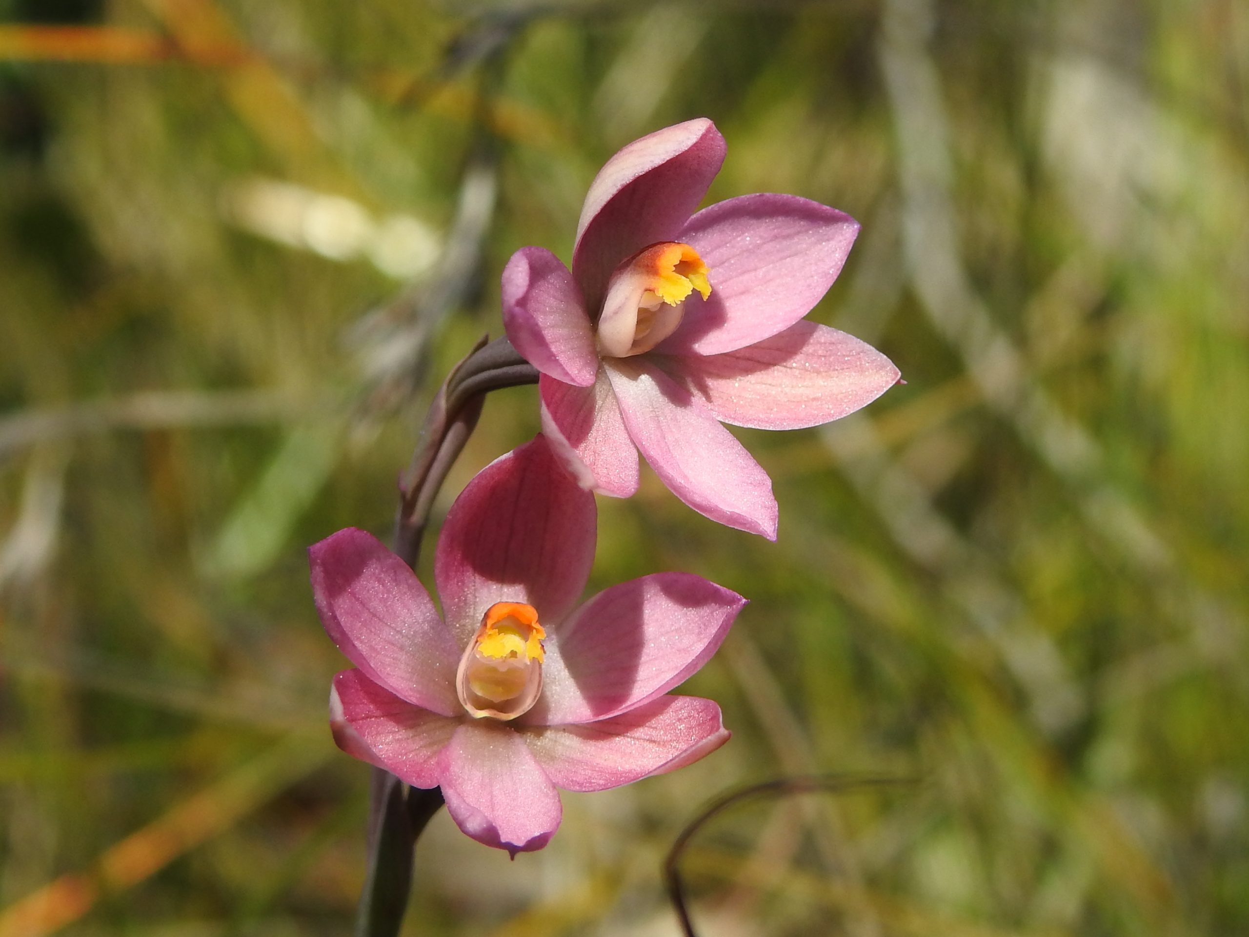 Thelymitra rubra, pink sun orchid, nossa, orchids of the Adelaide Hills, Orchidaceae