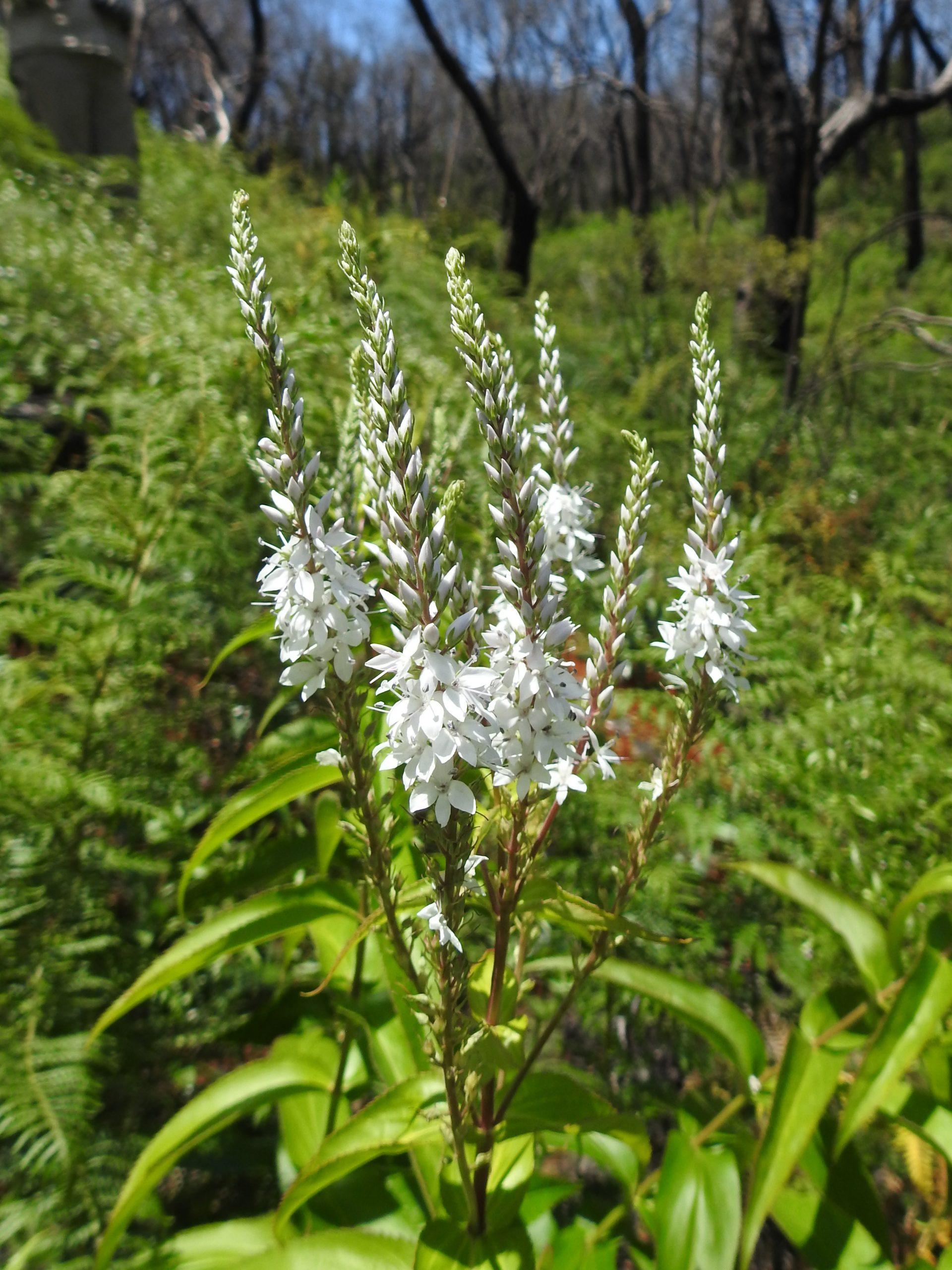 Mount Lofty Speedwell, Veronica derwentiana ssp. homalodonta, Mt Lofty Speedwell,nationally endangered species, endangered flora of Australia