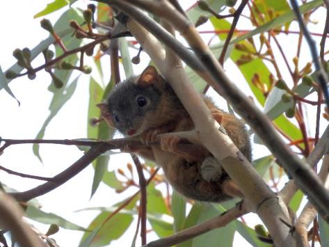 Yellow-footed antechinus, Antechinus flavipes