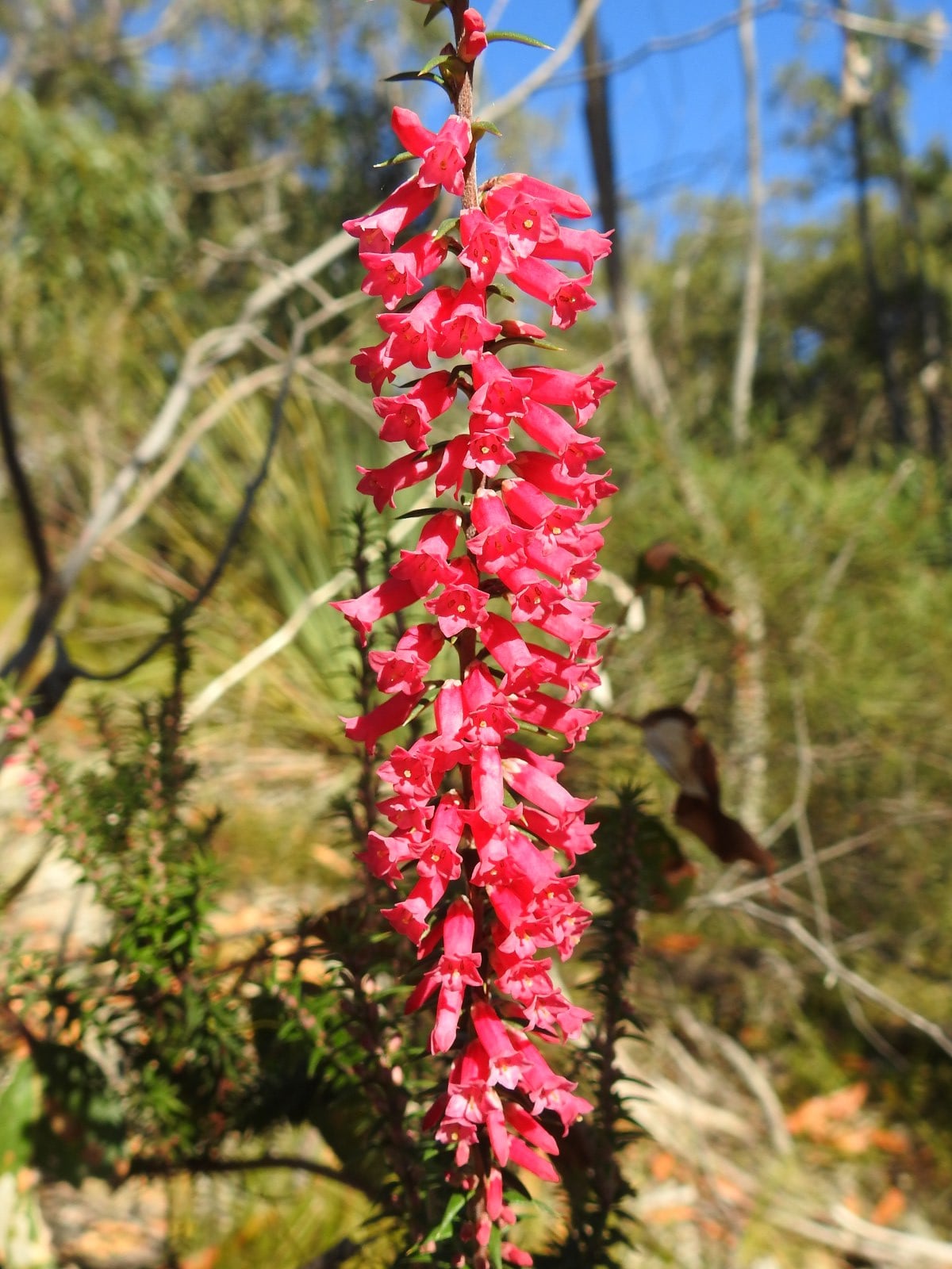 Epacris impressa, common heath, flowers of the Mt Lofty Rangers