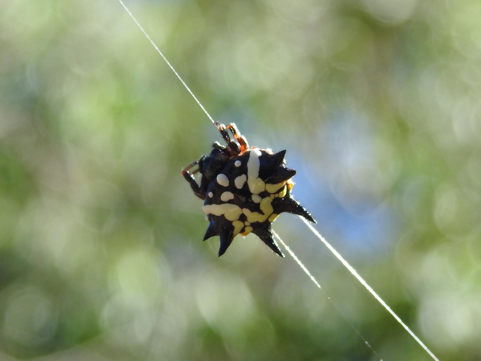 Austracantha minax, jewel spider, Araneidae