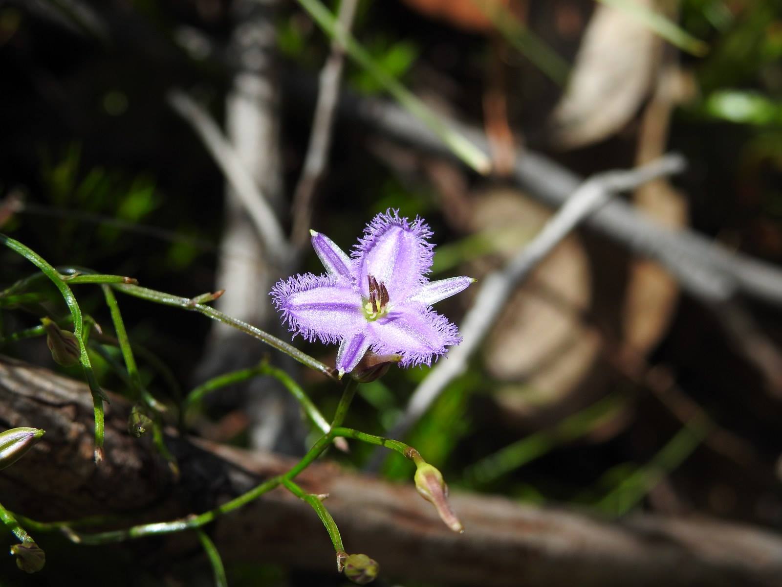 Thysanotus patersonii, twining fringe-lily, Asparagaceae