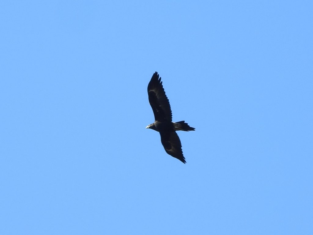 wedge-tailed eagle, Aquila audax, birds of the Mt Lofty Ranges