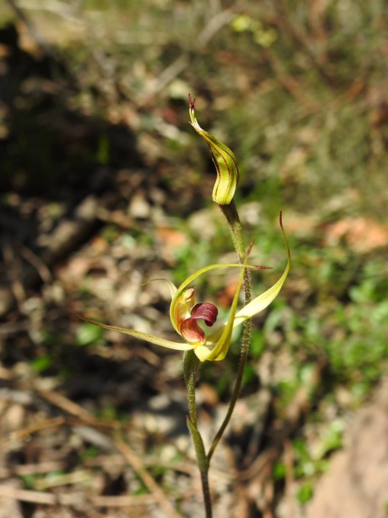 queen spider orchid, narrow-lipped spider orchid,Arachnorchis leptochila spp. leptochila (syn. Caladenia leptochila)