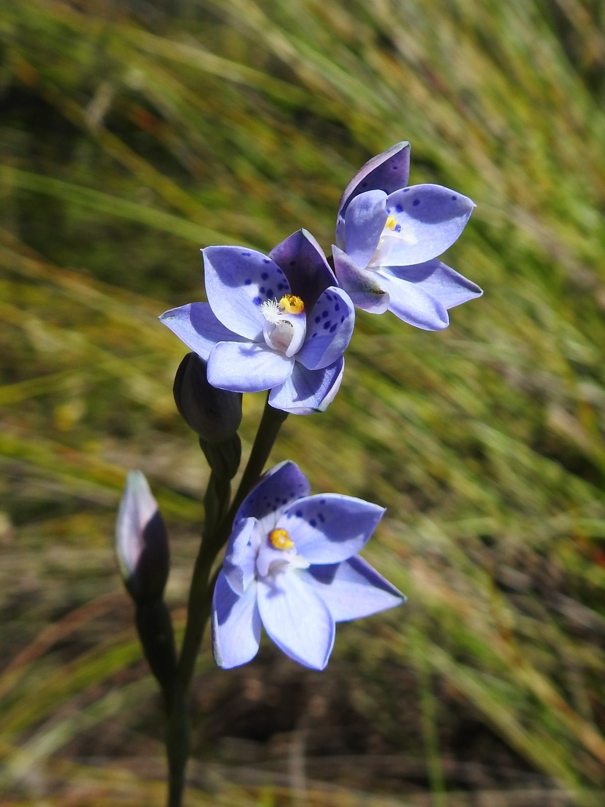 Thelymitra ixioides, spotted sun orchid, dotted sun orchid, native orchids, orchids of the Mt Lofty Ranges, Orchidaceae
