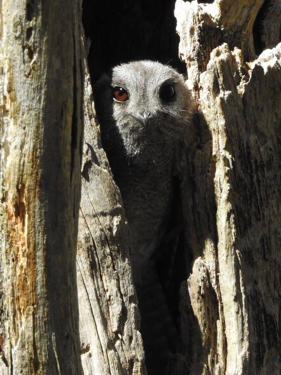 Australian Owlet Nightjar, Aegotheles cristatus, birds of the Mt Lofty Ranges