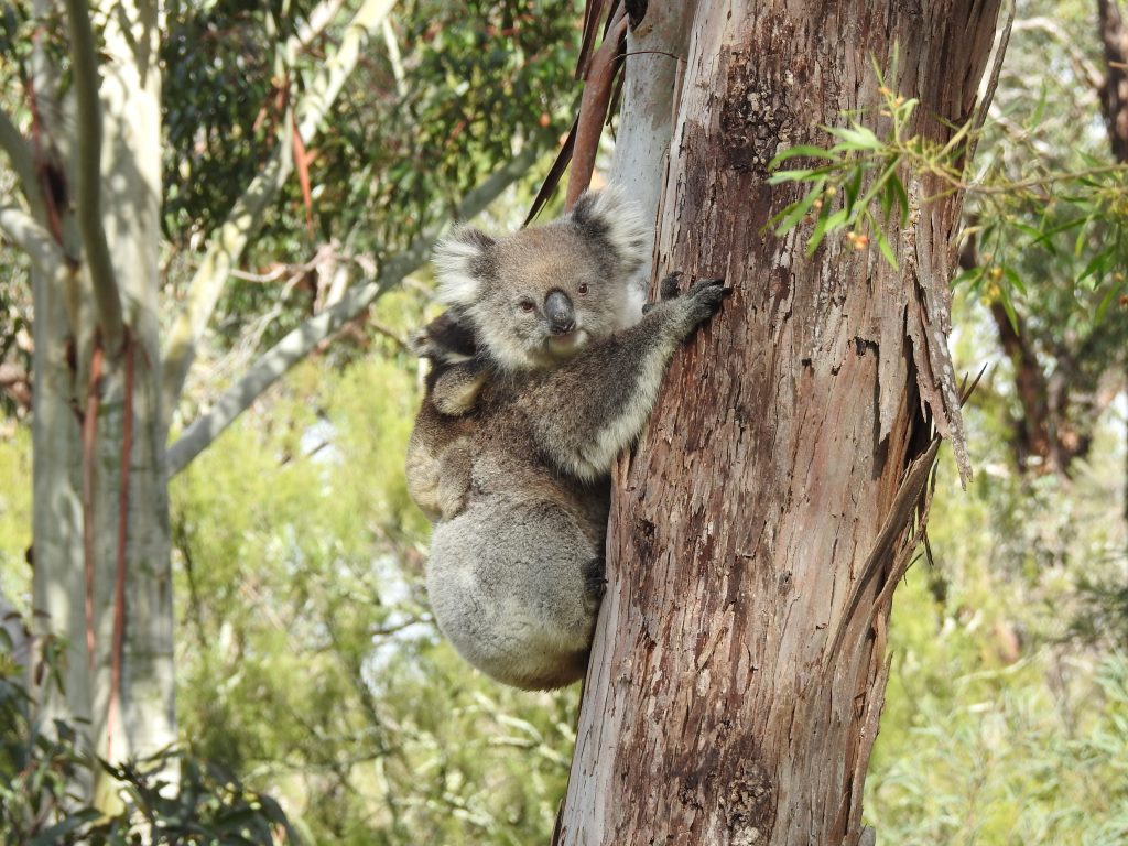 Koala, koalas, Phascolarctos cinereus, where to see koalas in the Adelaide Hills