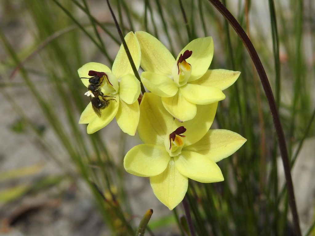 Thelymitra antennifera, lemon sun orchid