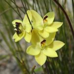 Thelymitra antennifera, lemon sun orchid