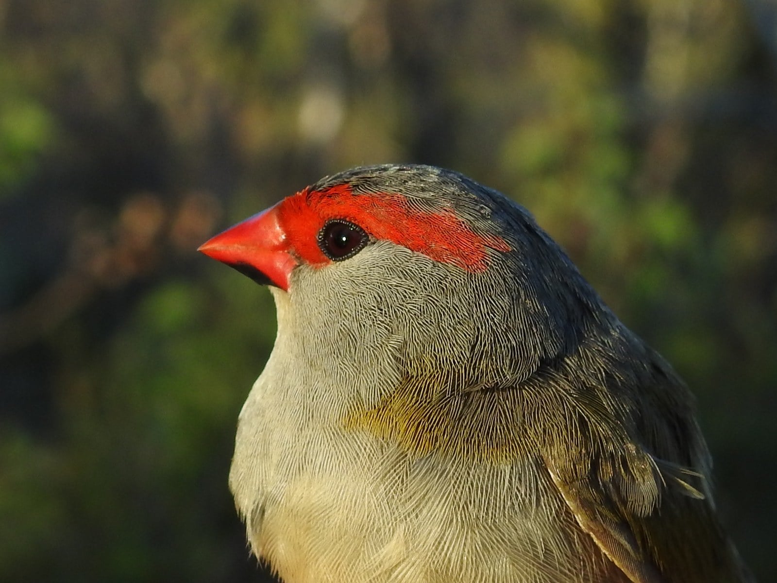 red-browed finch, Neochmia temporalis, birds of the Adelaide Hills