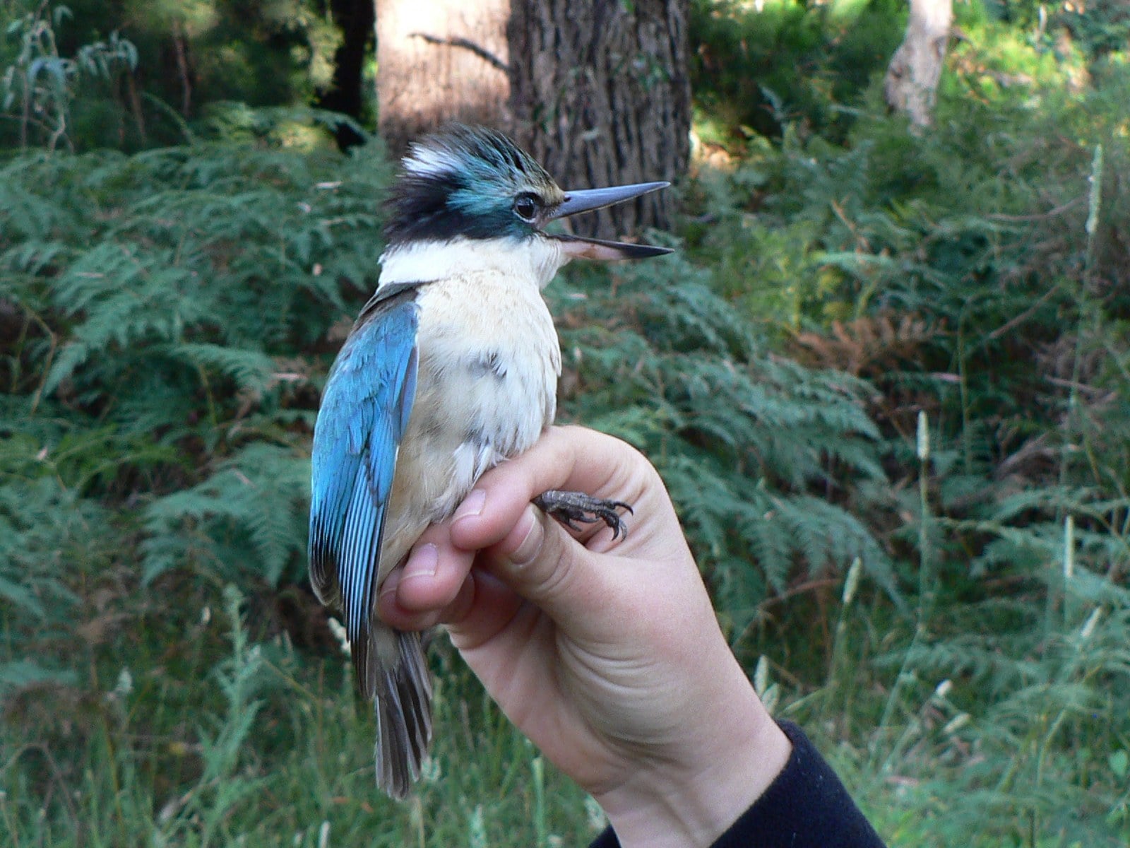 bird monitoring in the Adelaide Hills, sacred kingfisher, Todiramphus sanctus