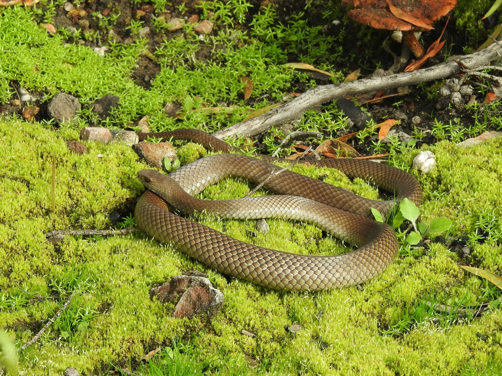 eastern brown snake, Pseudonaja textilis, reptiles of the Adelaide Hills