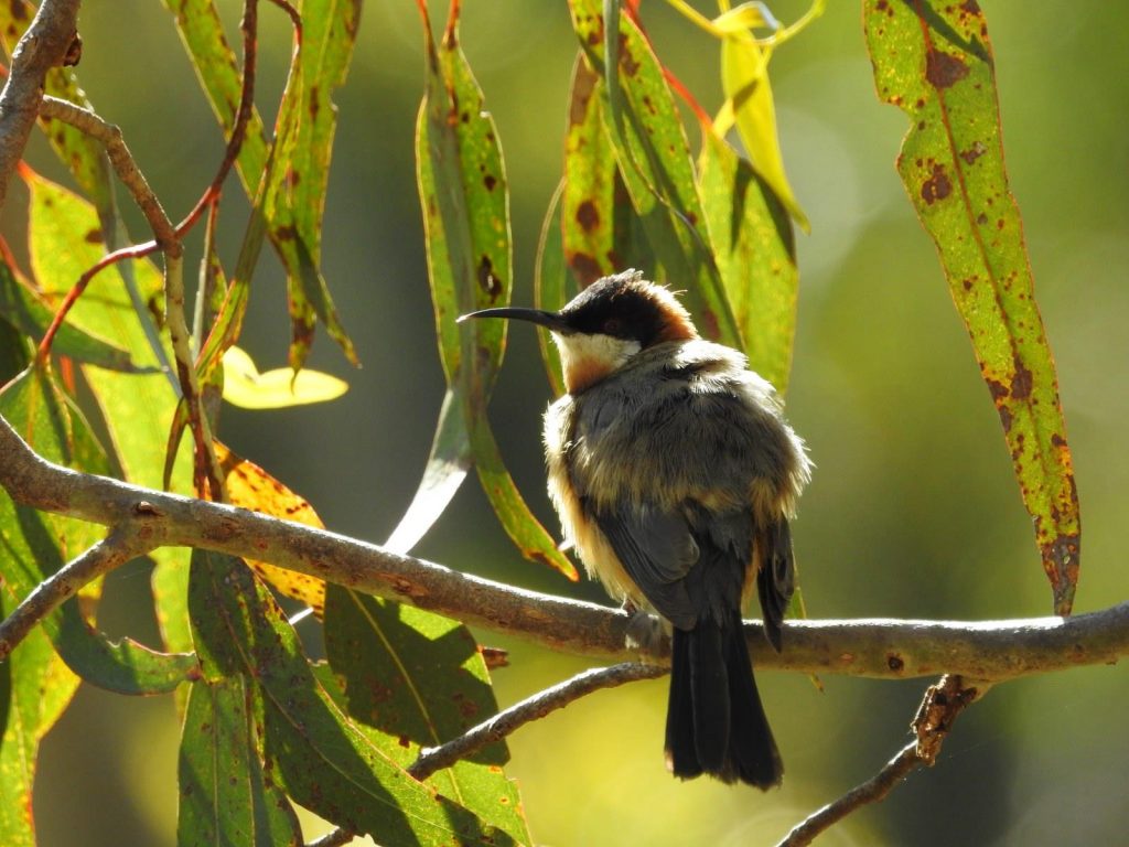 eastern spinebill, Acanthorhynchus tenuirostris, birds of the Adelaide Hills