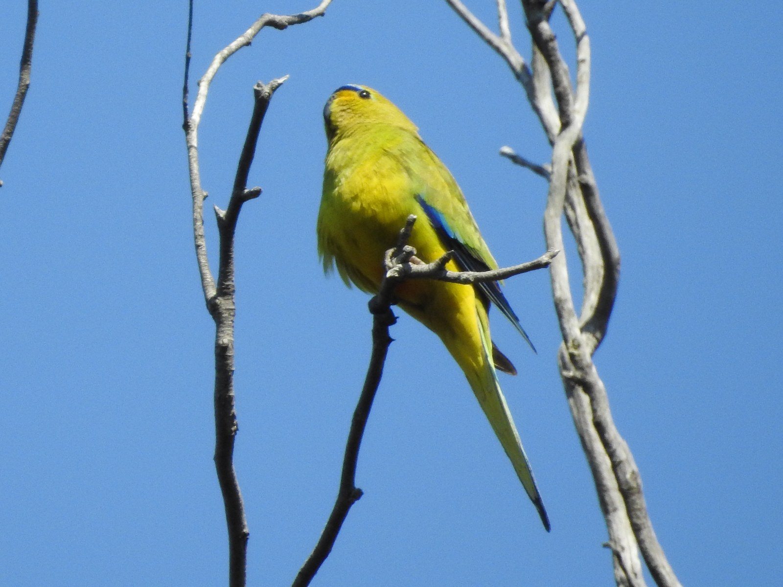 elegant parrot, Neophema elegans, birds of the Adelaide Hills