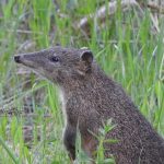 Southern Brown Bandicoot, Isoodon obesulus obesulus, bandicoot habitat in the Adelaide Hills