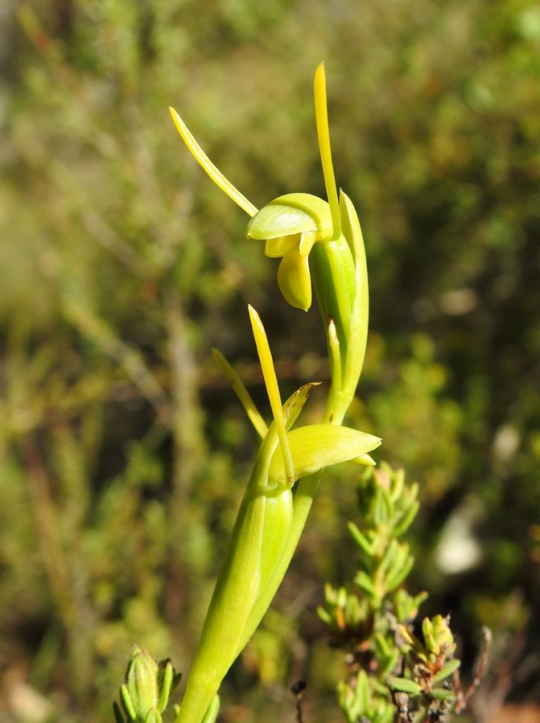 Horned Orchid, Orthoceras strictum,  Orchidaceae, NOSSA, https://nossa.org.au/