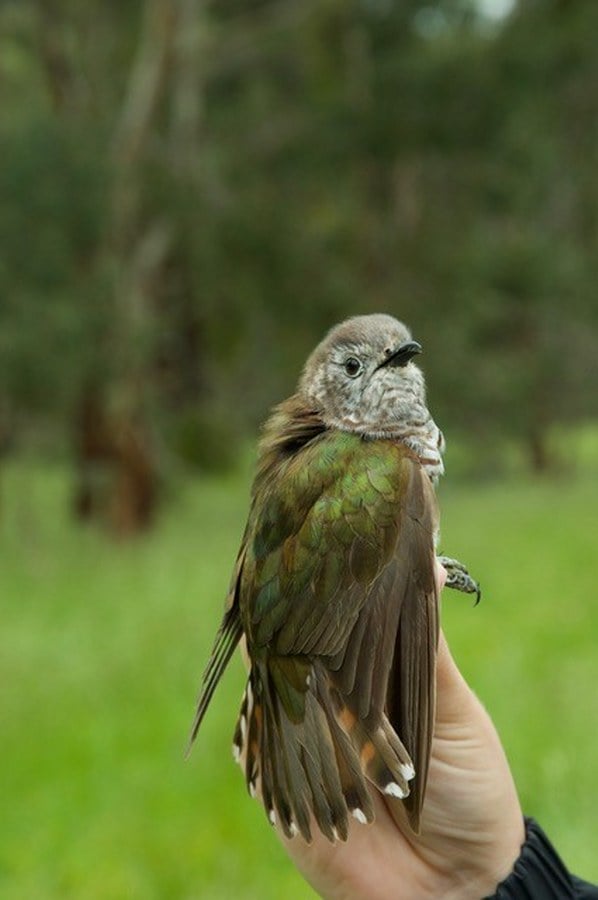Shining Bronze Cuckoo, Chrysococcyx lucidus, https://inaturalist.ala.org.au/taxa/1723-Chrysococcyx-lucidus