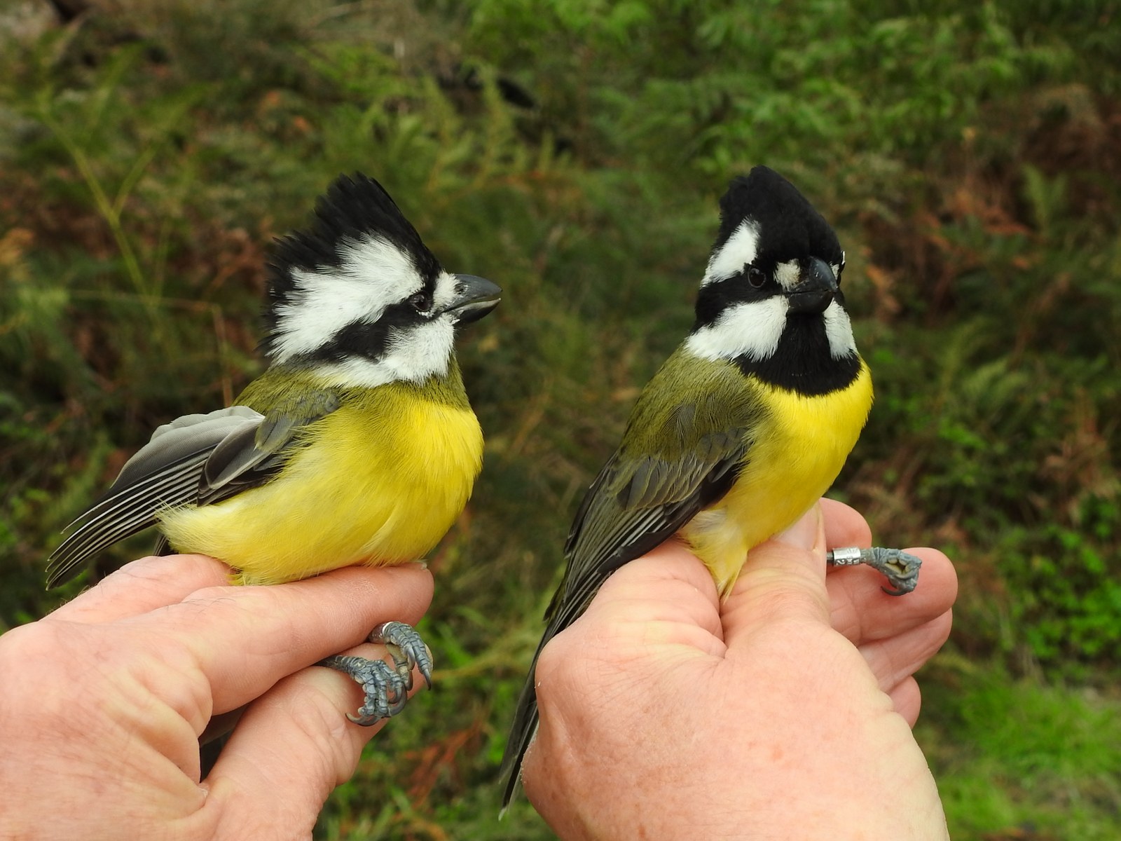 Crested Shrike-Tit