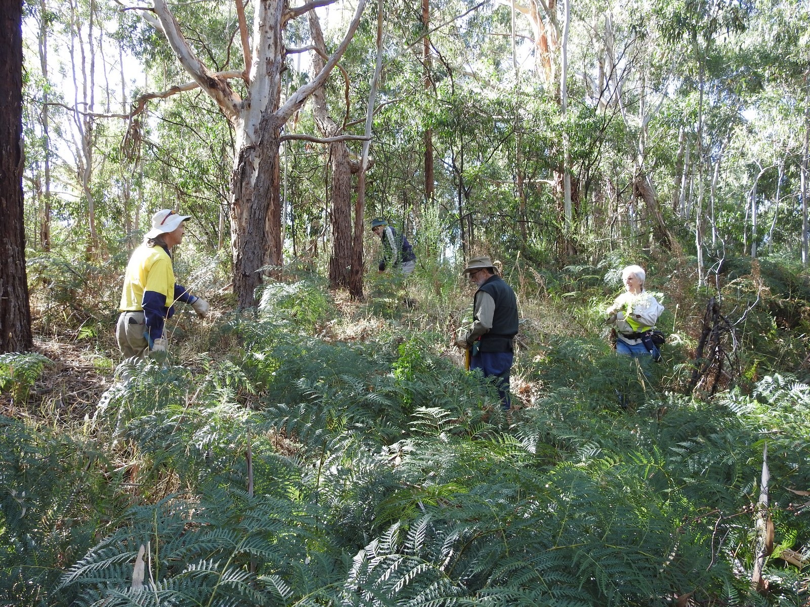 bushcare, Friends of Parks, https://friendsofparkssa.org.au/members/members-directory/friends-of-scott-creek-conservation-park/