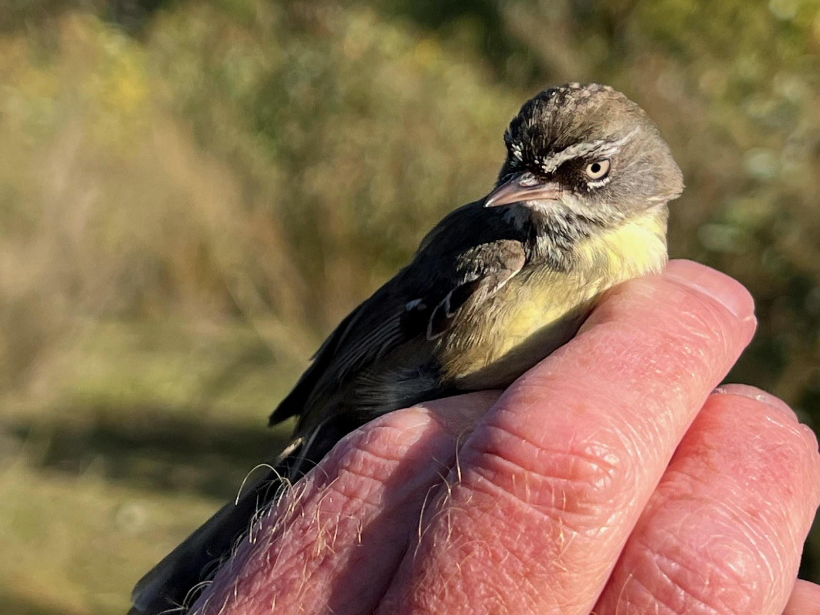 White-browed scrubwren, Sericornis frontalis