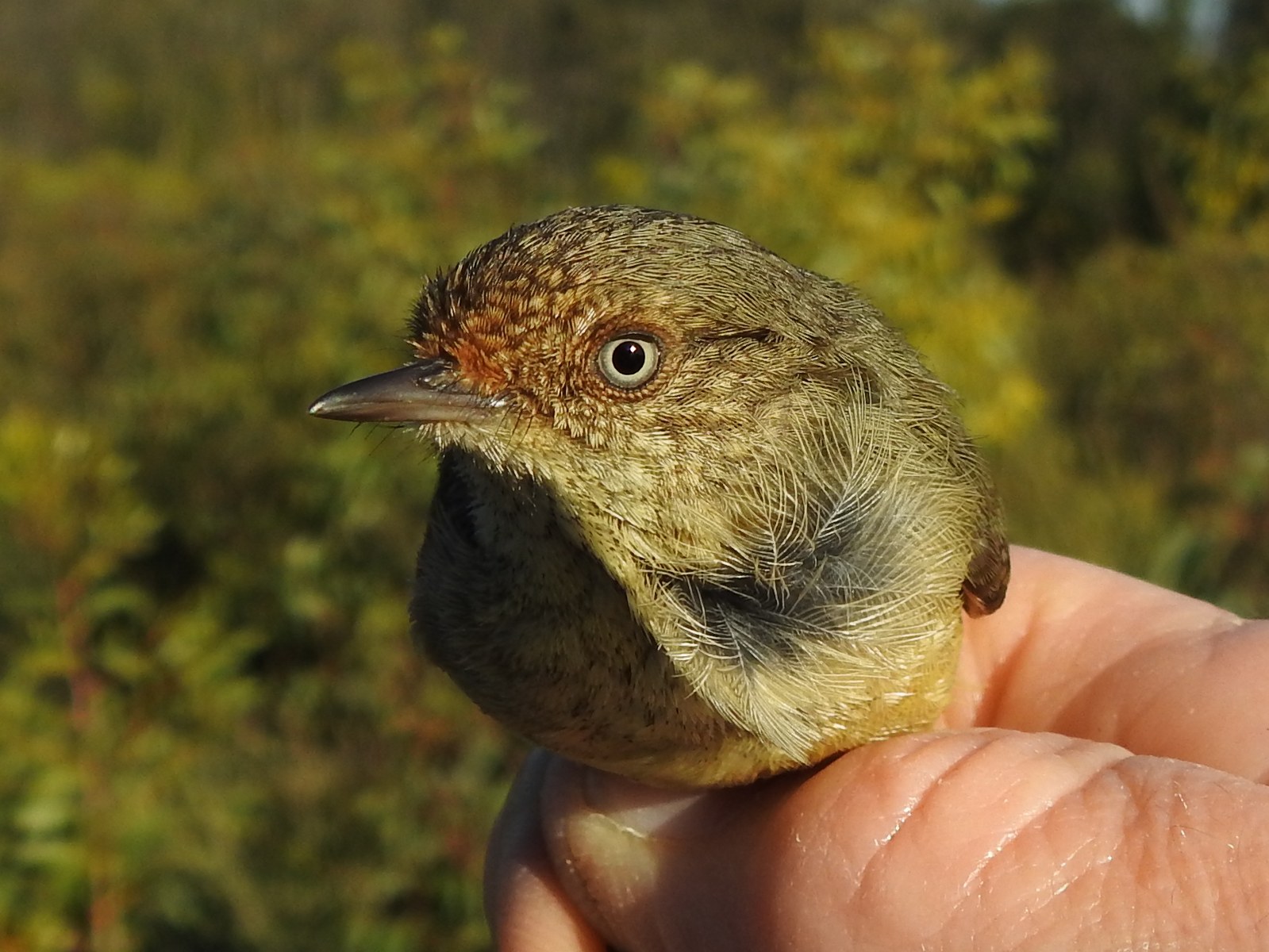 Buff Rumped Thornbill, Acanthiza reguloides